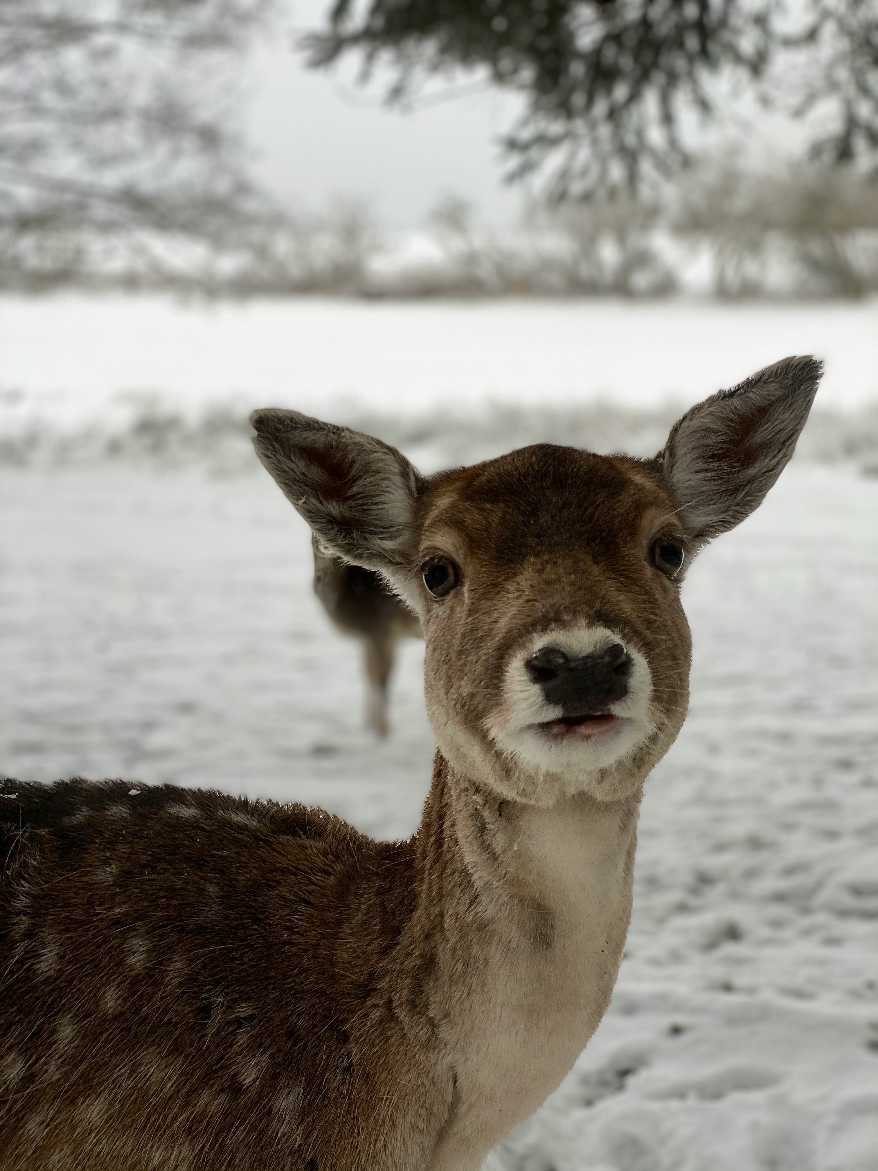 brown deer on snow covered ground during daytime